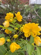 Senna septemtrionalis - 50 seeds - Arsenic bush