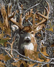 Paint by Numbers for Adults Beginner, Deer Paint by Number Kits on Canvas withou