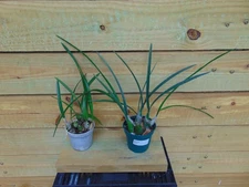 Encyclia seidelii and Encyclia aspera Bloom size 4" pot 2 PLANTS