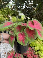 live plants indoor potted, Medium Size