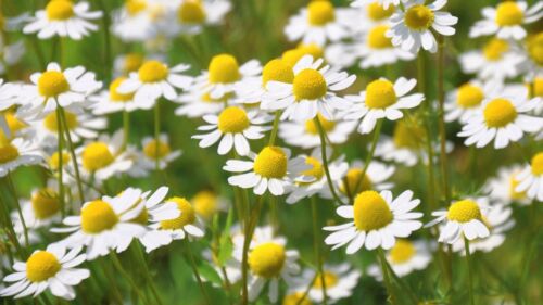 Roman Chamomile Seeds Canada, Chamaemelum Nobile, Perennial Flower Seeds Herb - Picture 1 of 2