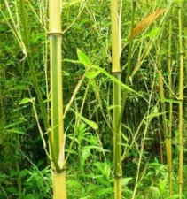 Spectrum Bamboo -  Phyllostachys Aureosulcata - 50 plus seeds