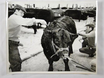#ad #ad Argentina Cattle Show Grooming Bull Farmer Sociedad Rural 1972 VTG Press Photo GBP 15.00
