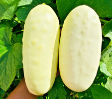 30x Dragon Egg Cucumber Seeds - Distinctive Yellow Green Cucumbers