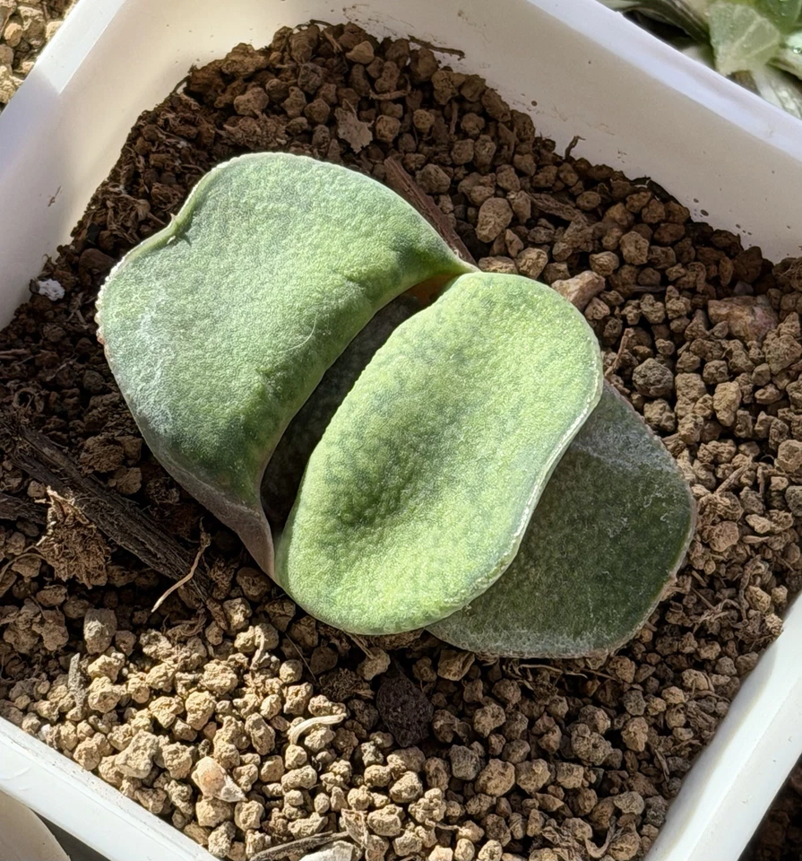 Semilla híbrida Gasteria cultivada, planta viva, suculenta igual que en la foto (2 pulgadas) Foto 4 de 4