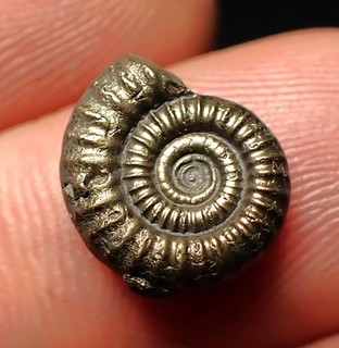 Pyrite ammonite fossil Crucilobiceras (13mm) Charmouth Jurassic Coast Fossils UK