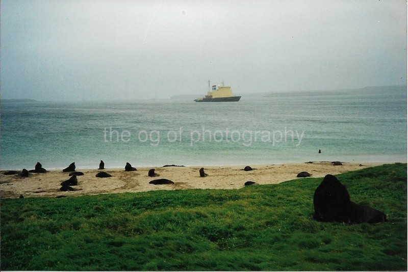 NEW ZEALAND Enderby Island FOUND PHOTO Color Original Snapshot VINTAGE 99 1 W