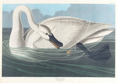 Elegante Trompeterschwan-Wandkunst von John James Audubon Vintage Natu