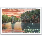 Postcard Cypress Trees and Water Lilies at Sunset, Wilmington, NC