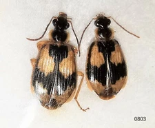 Carabidae Lebia furcata 4-6mm A1 or A1- from CANADA - RARE - Pack 2 pcs - #0803