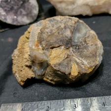 Petrified Wood Blue Forest Wyoming Crystalized Specimen Natural Form (15.7oz)