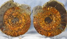 448xx ULTRA-RARE New Find Speetoniceras PAIR Russian 282mm Ammonite XXL 11.25