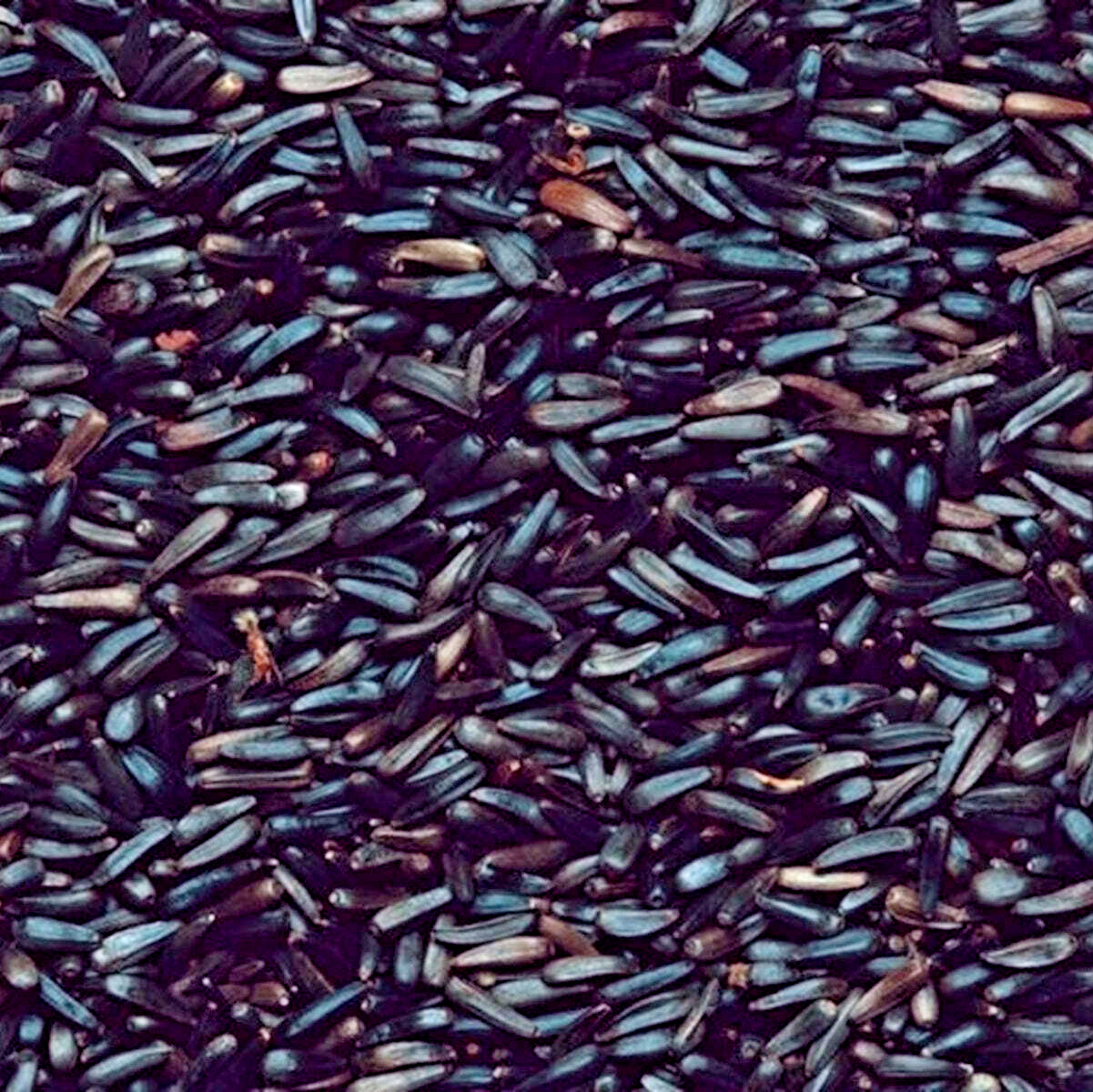 1.8KG HENRY BELL NYGER SEED : Wild Bird Nyjer Feed Garden Oil Energy Niger Food