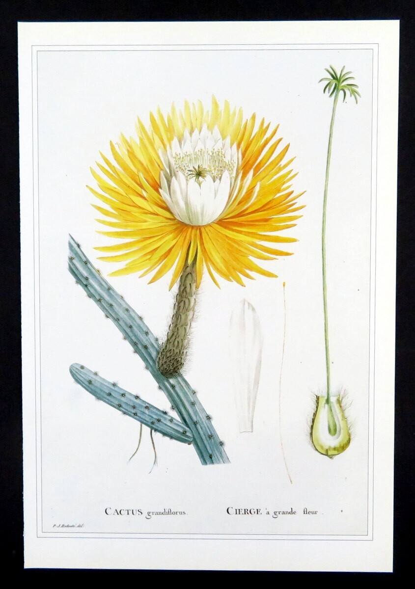 Redoute botanical print QUEEN OF THE NIGHT Cactus Grandiflorus, 1990 book  plate | eBay