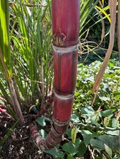 1 Live plant in 4" Pot rooted, Sugar Cane Red stripe