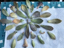 50 Color Succulent Leaf More Than 30 Diffirent Type