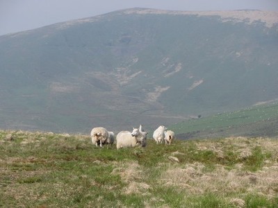 Foto A2 Schafe auf den Preseli Hills Caermeini Schafe versammeln sich um einen Fuß c2016