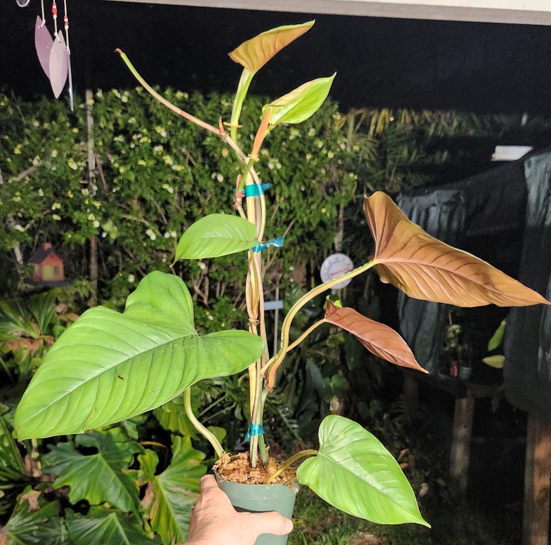 Philodendron Ernestii Red Plant 4" Pot 17" Tall 18" Wide RARE