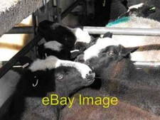 Photo 6x4 Zwartbles for sale More about this breed LinkExternal link c2009