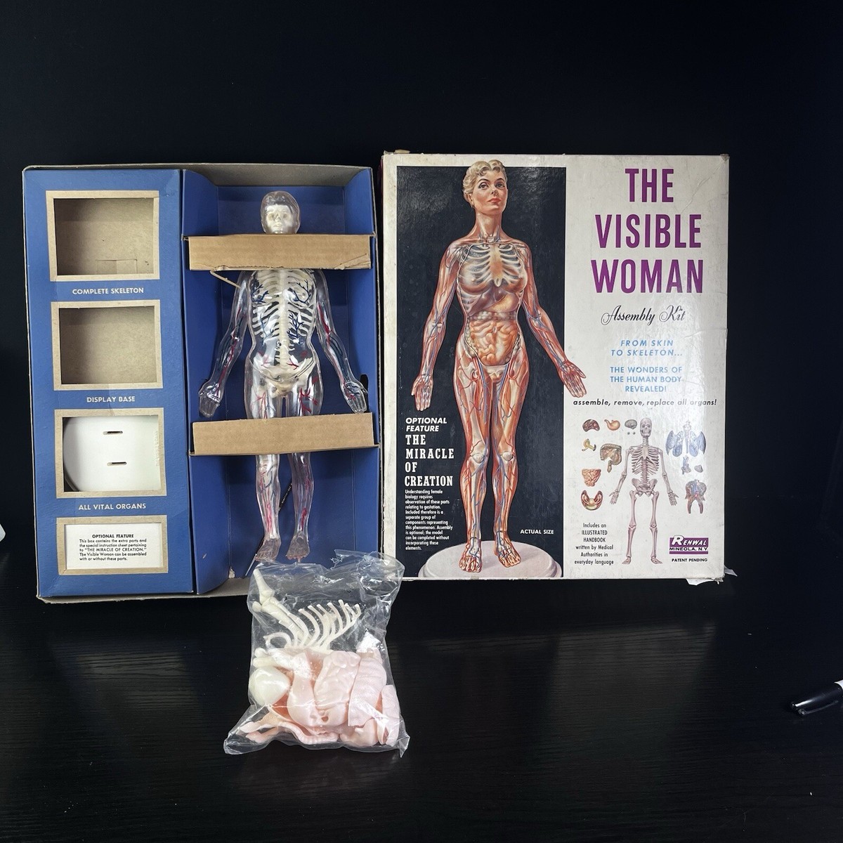 Vintage Renewal The Visible Woman 804 498 The Miracle Of Creation