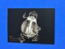 2024 Topps Allen & Ginter American Bullfrog X-Ray #XR-10 Oregon Zoo (L)