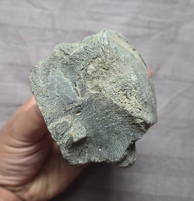 Rare Huge Mosasaurus Tylosaurus Proriger Trex Vertebra Reptile Bone Dinosaur 