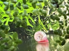 OOS 3+ Pink / Red Ramshorn Snails (Live Freshwater Aquarium Cleaners)