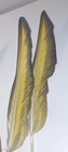Blue & Yellow MACAW Feathers           DIY Crafts, Decorations — photo 6