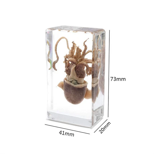 Fermacarte esemplare di seppie di calamari animali veri per educazione scientifica - Foto 2 di 6