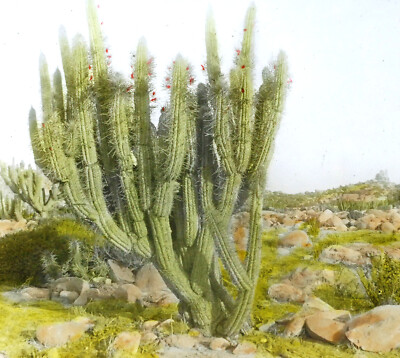 CACTUS PARASITE IN CHILE HAND TINTED ANTIQUE PHOTO ON GLASS | eBay