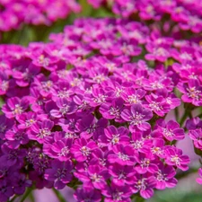 Cerise Queen Yarrow Seeds | Non-GMO | Free Shipping | Seed Store | 1268