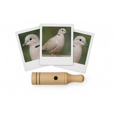 Appeau - Oiseau - Tourterelle - Chant oiseau - Bois - 11cm