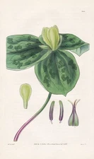 Trillium Discolor flower botany flower botany engraving copperplate Curtis 3097