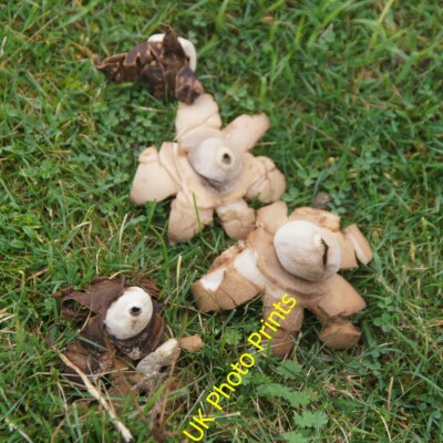 Photo 6x4 Collared Earthstar (Geastrum triplex), Ainsdale Sands National  c2015