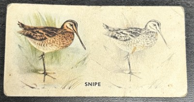 Godfrey Phillips Zigarettenkarte - Vogelmalerei, 1938 - Nr. 49, Snipe