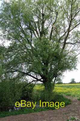 Foto 6x4 Pond & Crack Willow Hutton Ein ungeliebter Teich mitten in einem f c2015