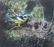 Magnolia Warbler At Nest (Male), c1940 Magic Lantern Glass Slide