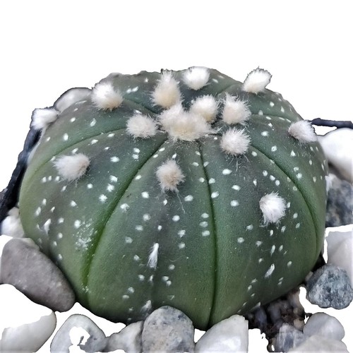 Astrophytum Asterias Kabuto Mix Sand Dollar Cacti Cactus Raro - Foto 7