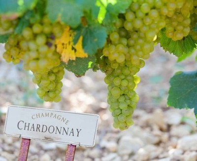 Chardonnay Grapes 100+ Seedss (Vitis vinifera) Fresh Seedss