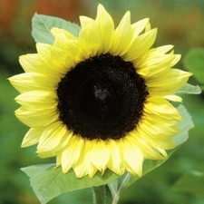 Lemon Queen Sunflower Seeds | Helianthus Light Yellow Cut Sun Flower Seed 2025