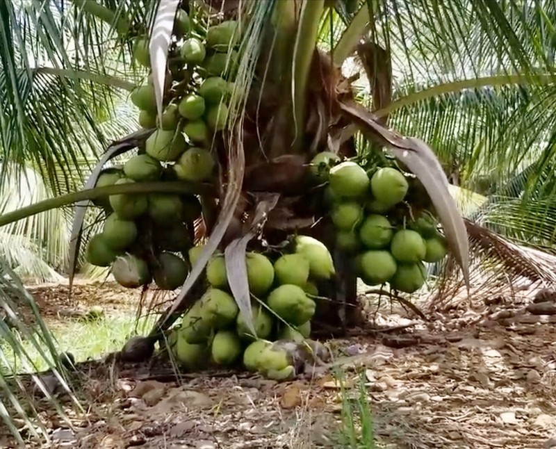 Dwarf Green Malayan seeds Organic two Coconut seed sprouted