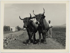 Album Sardinia Cagliari Farmhouse Original Photos Tanda Carbonia 1950 ca 
