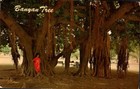 NICE VINTAGE PHOTO POSTCARD - BUNYAN TREE GROWING IN HAWAII — photo 1