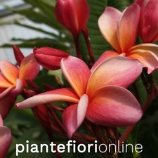 Plumeria DONALD ANGUS Cutting & Plant - pomelia rossa profumata frangipani hawai