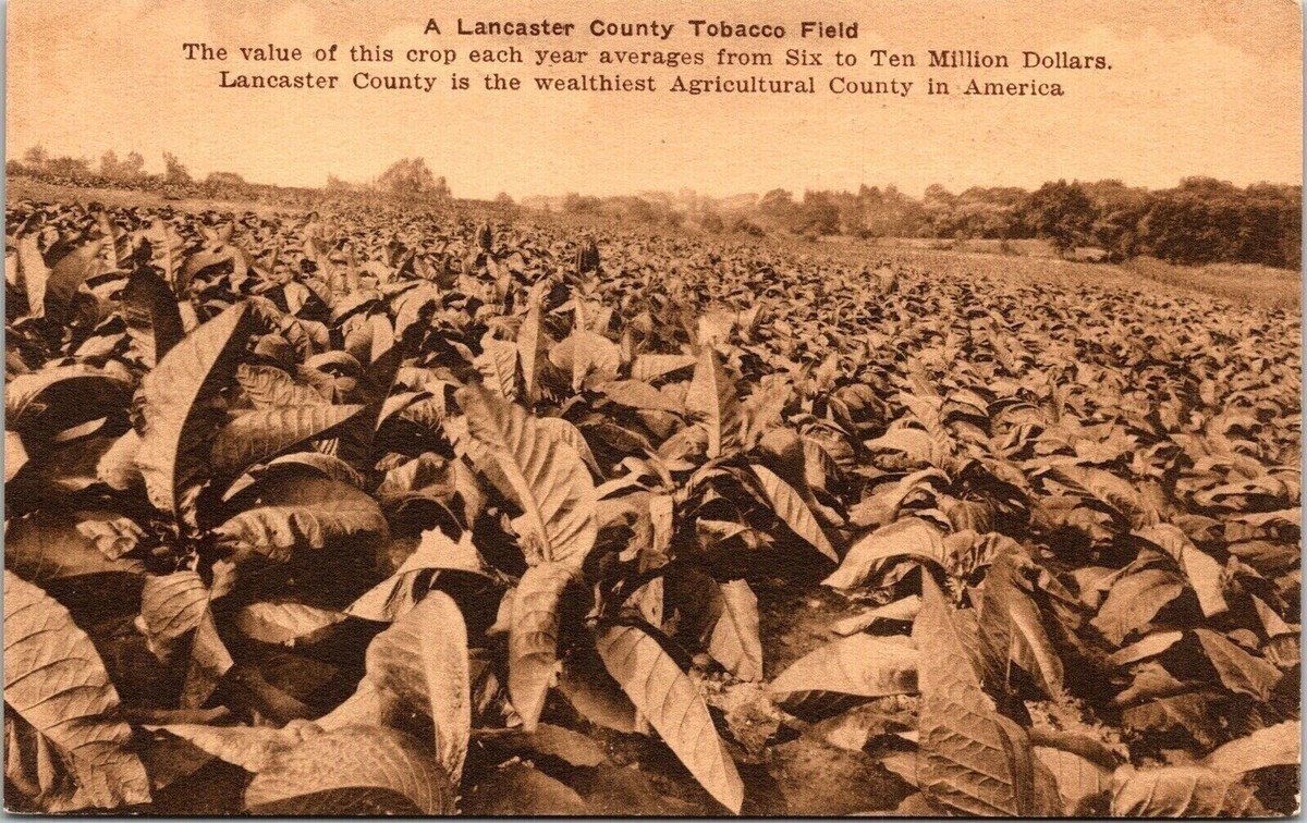 tobacco field 2 Farm Photos of Tennessee Tobacco