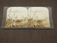 VINTAGE STEREOVIEW STEREOSCOPES CARD PELICAN ISLANDS  FLORIDA