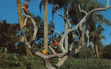 FL~FLORIDA~TAMPA~BUSCH GARDENS~THE PARROT TREE~MACAW