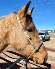 Horse Bosal 40 Plait, Natural & Black Rawhide Bosal, 11-inch High Quality Bosal.