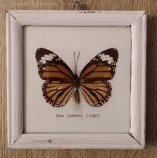 ANTICO QUADRO FARFALLA SEZIONATA SPECIE COMUNE TIGER TASSIDERMIA