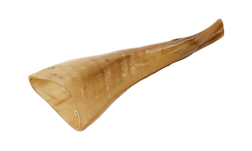 Mini Shofar Kosher Ram's Horn Beige Color From ISRAEL 6.5" Long Holidays